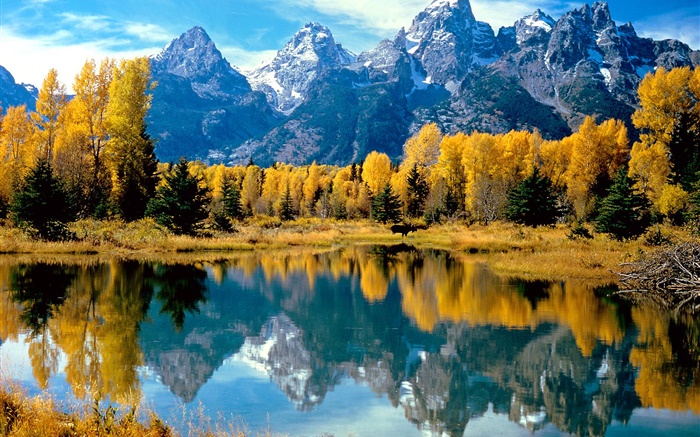 Automne, arbres, jaune, lac, montagne Fonds d'écran, image
