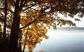 Automne, feuilles jaunes arbre, lac, soleil