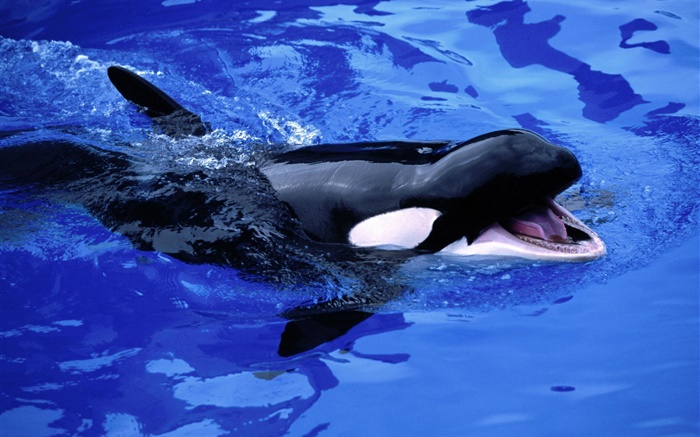 Bébé baleine, épaulard, eau de mer bleue Fonds d'écran, image