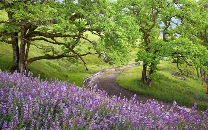 Bald Hills, Parc national de Redwoods, États-Unis, des arbres, des fleurs sauvages Fonds d'écran, image
