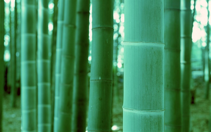 Bamboo close-up, bokeh Fonds d'écran, image
