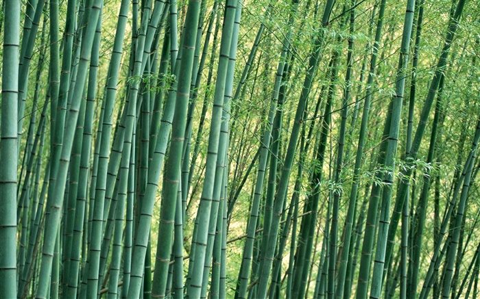 Bamboo close-up, la forêt, l'été Fonds d'écran, image