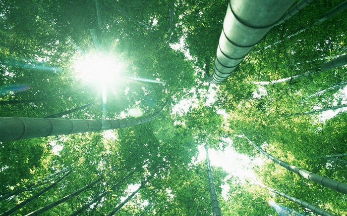 Forêt de bambous, regarder, lumière du soleil, des feuilles vertes Fonds d'écran, image