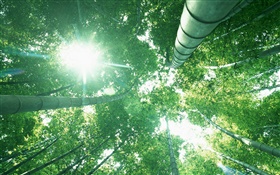 Forêt de bambous, regarder, lumière du soleil, des feuilles vertes