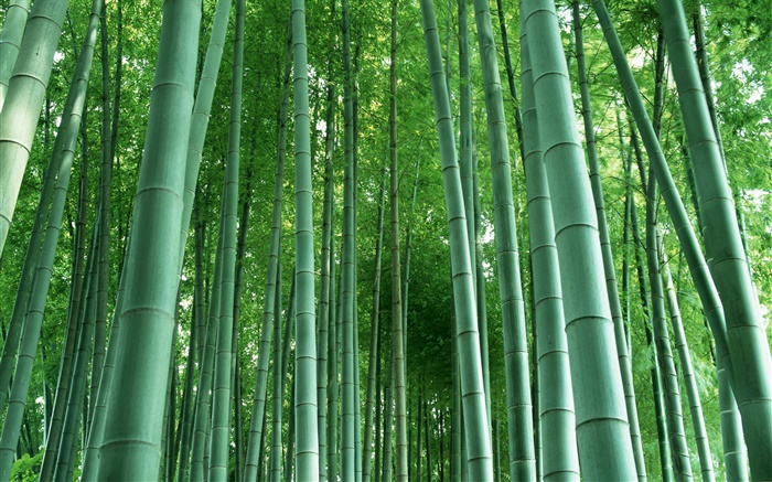 Foret de bambou Fonds d'écran, image