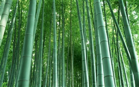 Foret de bambou HD Fonds d'écran