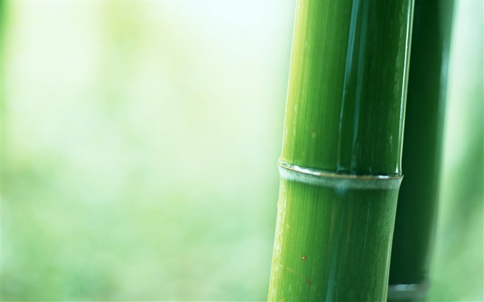 Bamboo partielle close-up Fonds d'écran, image