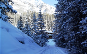 Parc national Banff, Canada, arbres, maison, montagnes, neige HD Fonds d'écran