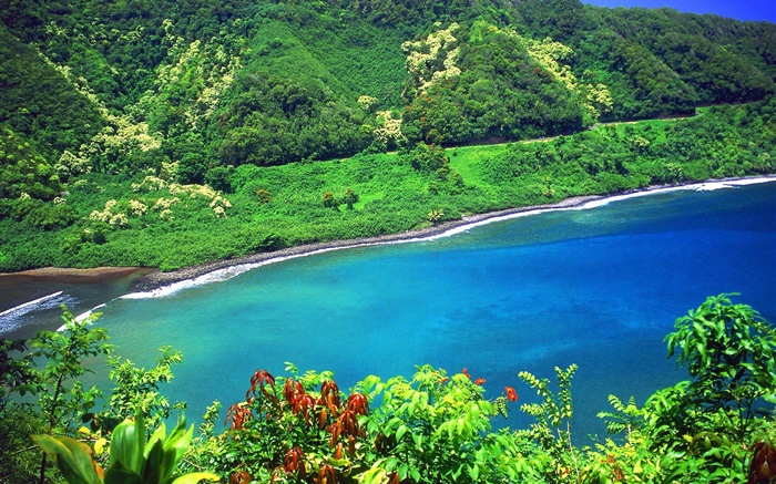 Bay, mer, montagnes, plantes vertes, Hawaii, États-Unis Fonds d'écran, image