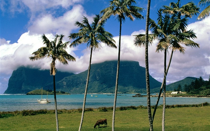 Bay, mer, palmiers, herbe, nuages, Australie Fonds d'écran, image