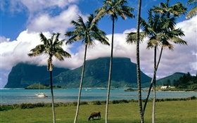 Bay, mer, palmiers, herbe, nuages, Australie HD Fonds d'écran