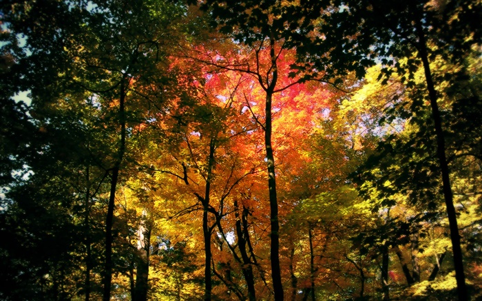 Belle forêt d'automne, les feuilles rouges Fonds d'écran, image