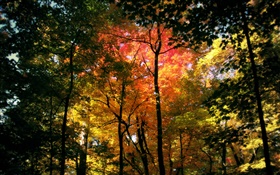 Belle forêt d'automne, les feuilles rouges