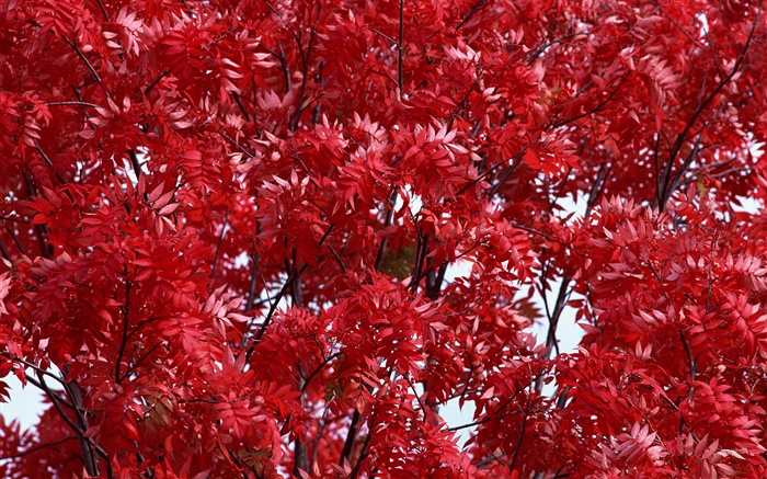 Belle automne, feuilles rouges, les arbres, la forêt Fonds d'écran, image