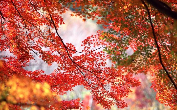 Beau automne, arbre, brindilles, feuilles d'érable rouge Fonds d'écran, image