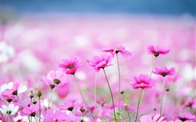 Belles fleurs de kosmeya, bokeh HD Fonds d'écran