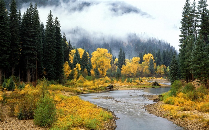 Beau paysage de nature, forêt, arbres, brouillard, rivière, automne Fonds d'écran, image