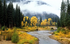 Beau paysage de nature, forêt, arbres, brouillard, rivière, automne HD Fonds d'écran