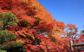 Beau rouge automne, feuilles, arbres