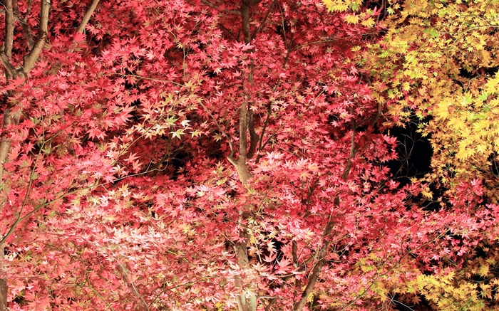 Belles feuilles rouges, arbre d'érable, automne Fonds d'écran, image