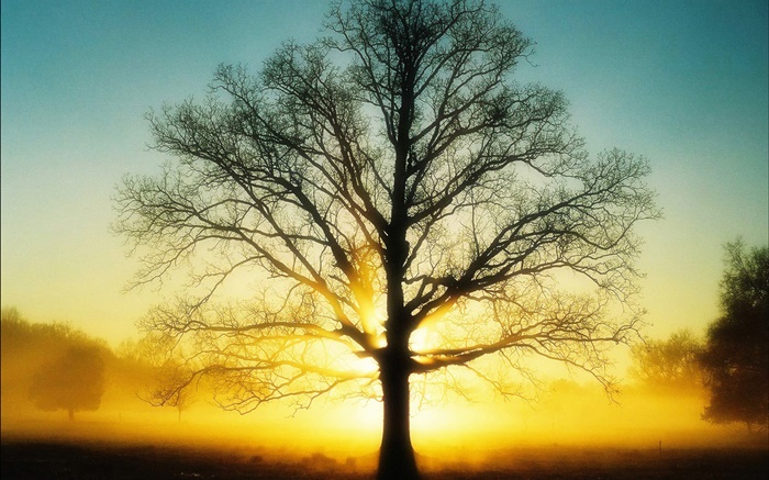 Beau lever de soleil, arbre, soleil, aube Fonds d'écran, image