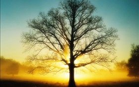 Beau lever de soleil, arbre, soleil, aube HD Fonds d'écran