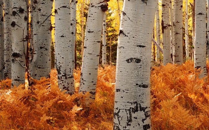 Bouleaux, forêt, automne Fonds d'écran, image