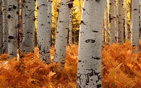 Bouleaux, forêt, automne HD Fonds d'écran