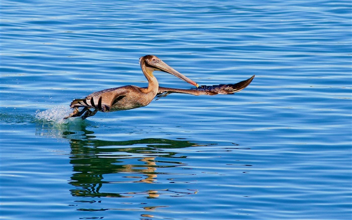 Oiseau vol en surface du lac Fonds d'écran, image
