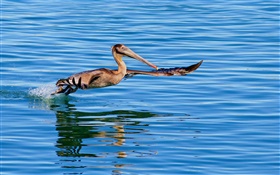 Oiseau vol en surface du lac HD Fonds d'écran