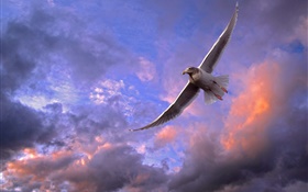 Oiseau volant ciel, coucher de soleil, nuages