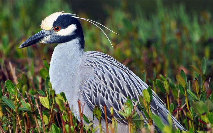 Oiseau dans l'herbe Fonds d'écran, image