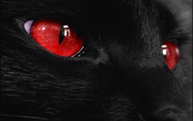 animal face noire, les yeux rouges HD Fonds d'écran