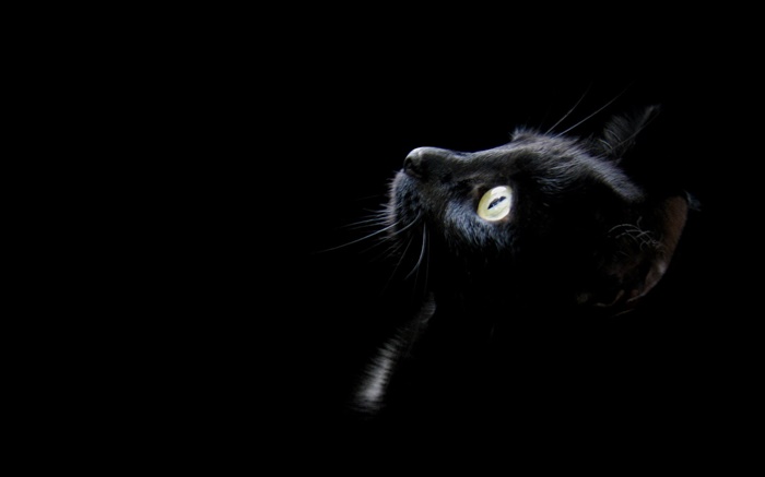 Black cat, fond noir Fonds d'écran, image