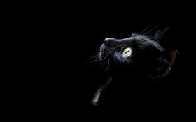 Black cat, fond noir HD Fonds d'écran