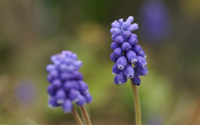 Bleu jacinthe de raisin fleur, fond flou Fonds d'écran, image