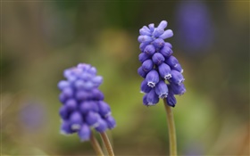 Bleu jacinthe de raisin fleur, fond flou HD Fonds d'écran