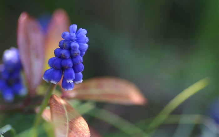 Bleu jacinthe fleur close-up Fonds d'écran, image