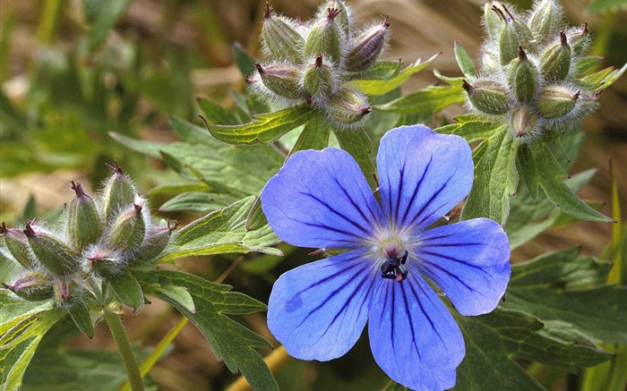 Bleu petite fleur close-up Fonds d'écran, image