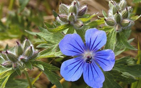 Bleu petite fleur close-up