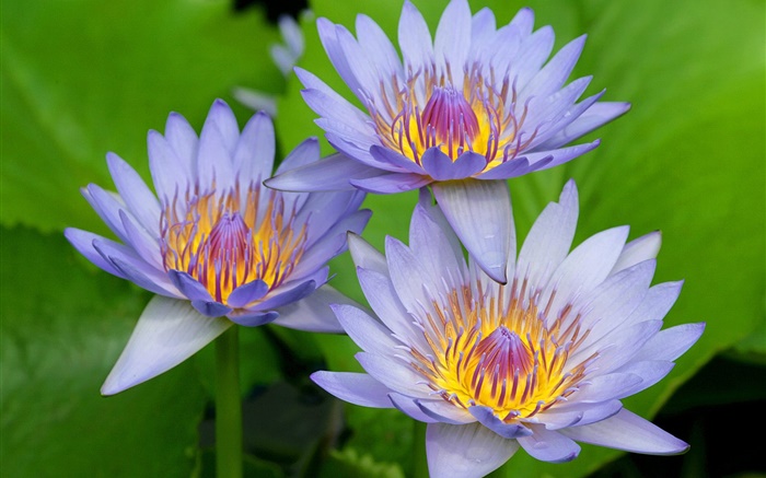 pétales bleu-violet du lotus Fonds d'écran, image