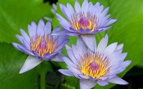 pétales bleu-violet du lotus