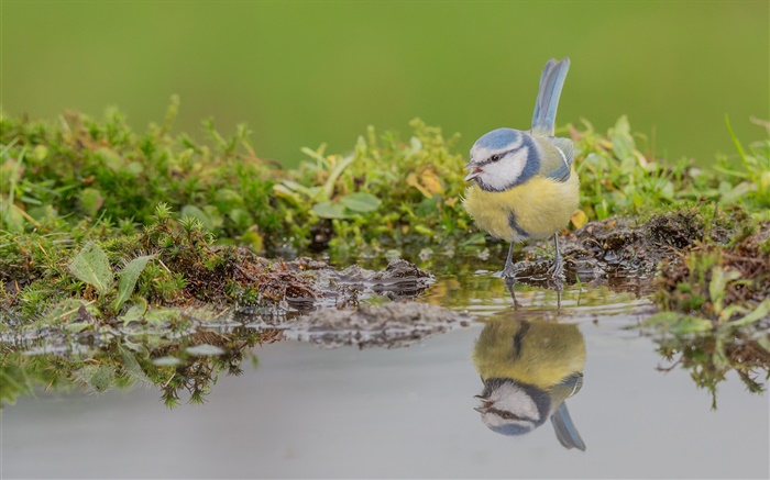 Mésange bleue, oiseau gros plan, réflexion de l'eau Fonds d'écran, image