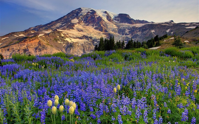 fleurs bleues, montagnes Fonds d'écran, image