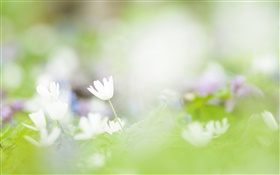 fond flou, fleurs blanches photographie HD Fonds d'écran