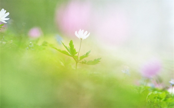 Blur photographie, fleur blanche Fonds d'écran, image