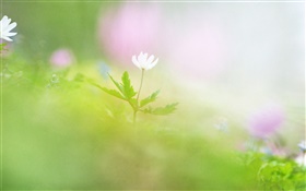 Blur photographie, fleur blanche HD Fonds d'écran