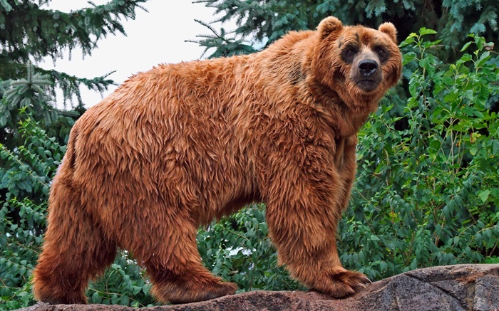look ours brun à vous Fonds d'écran, image