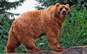 look ours brun à vous HD Fonds d'écran