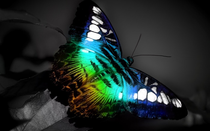 Papillon macro, couleurs noir bleu Fonds d'écran, image